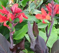 Velvet Red Canna Lily Picture