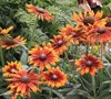 Summerina Orange Echibeckia