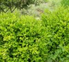 Japanese Boxwood