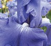 Fiesta In Blue Iris