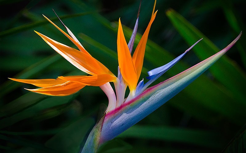 Bird Of Paradise Picture