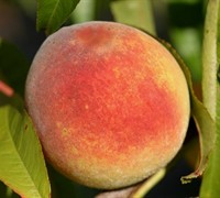 Contender Peach Picture