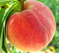 Loring Peach Picture
