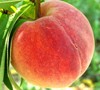 Loring Peach Picture