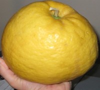 Ponderosa Lemon Picture