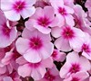 Bright Eyes Summer Phlox