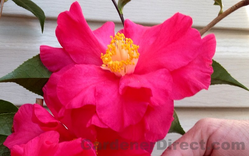 Frank Houser Hybrid Camellia Picture