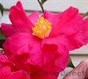 Frank Houser Hybrid Camellia