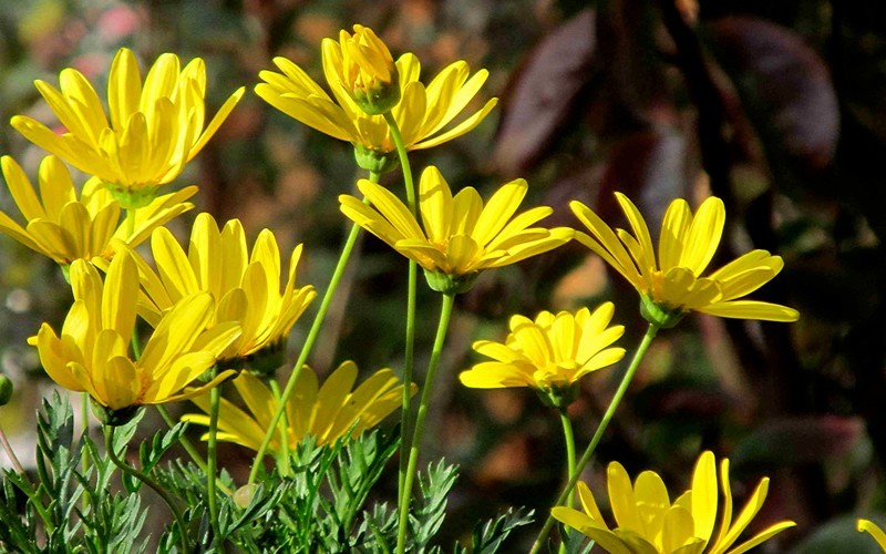 Bush Daisy Picture