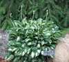 Pandora's Box Hosta