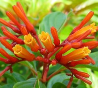 Dwarf Firebush Picture