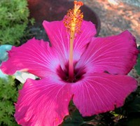 Painted Lady Hibiscus Picture