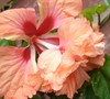 Peach Poodle Hibiscus