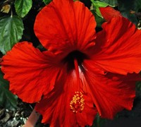 President Red Hibiscus Picture