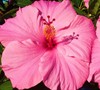 Pink Tropical Hibiscus
