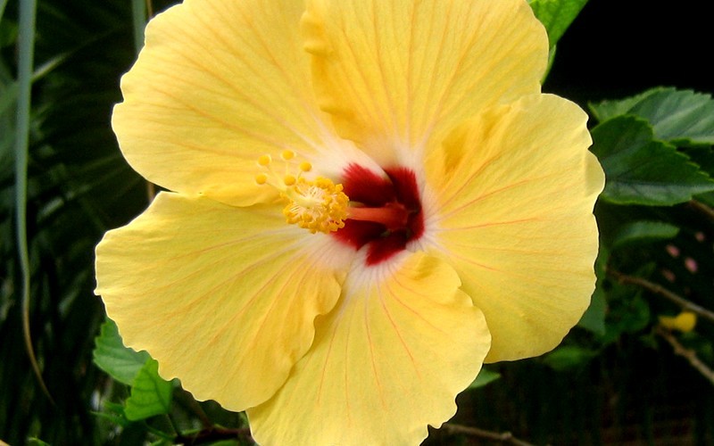 Sunset Yellow Hibiscus Picture