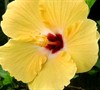 Sunset Yellow Hibiscus Picture