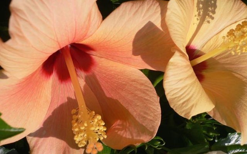 Peach Hibiscus Picture