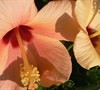 Peach Hibiscus