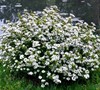 Mrs. Schillers Delight Viburnum Picture