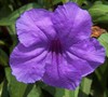Purple Showers Mexican Petunia
