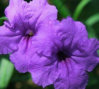 Purple Showers Mexican Petunia Picture