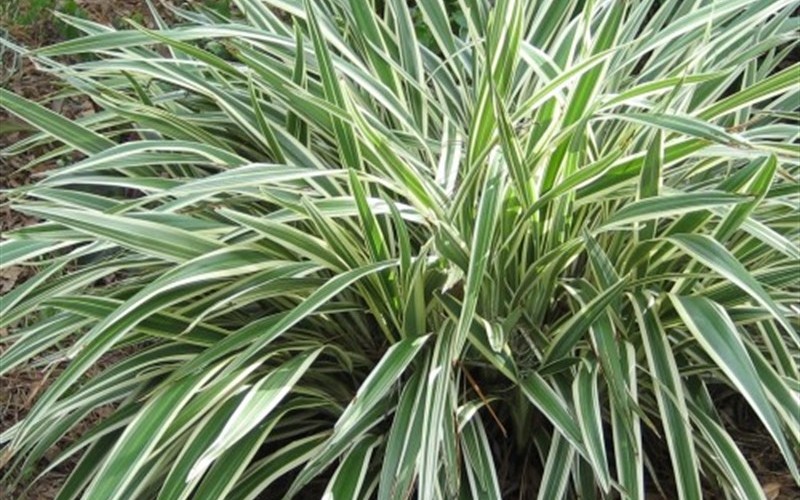 Variegated Flax Lily Picture