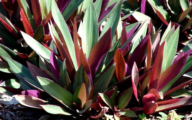 Oyster Plant Dwarf Picture