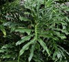 Split Leaf Philodendron