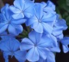 Imperial Blue Plumbago