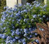 Imperial Blue Plumbago
