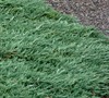 Blue Rug Juniper