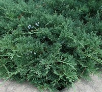 Blue Sargent Juniper Picture