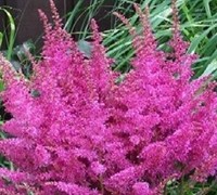 Younique Lilac Astilbe Picture