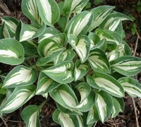 Pandora's Box Hosta Picture