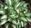 Pandora's Box Hosta