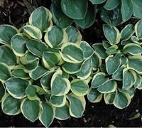 Mighty Mouse Hosta Picture
