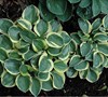 Mighty Mouse Hosta
