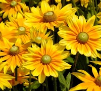 Prairie Sun Rudbeckia Picture