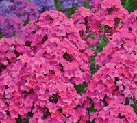 Glamour Girl Phlox Picture