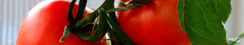 Growing Tomatoes Indoors & Inside The Home