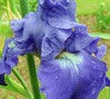 Fiesta In Blue Iris