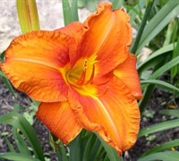 Fire King Daylily Picture