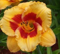Cherry Candy Daylily Picture