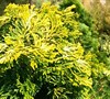 Lutea Golden Dwarf Hinoki Cypress