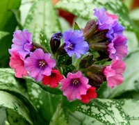 Silver Bouquet Pulmonaria - Lungwort Picture