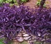 Picture of Purple Hearts