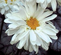 Victorian Secret Shasta Daisy-( Leucanthemum X Supurbum 'Victorian Secret') Picture