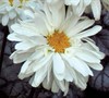 Victorian Secret Shasta Daisy-( Leucanthemum X Supurbum 'Victorian Secret')
