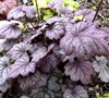 Sugar Plum Heuchera